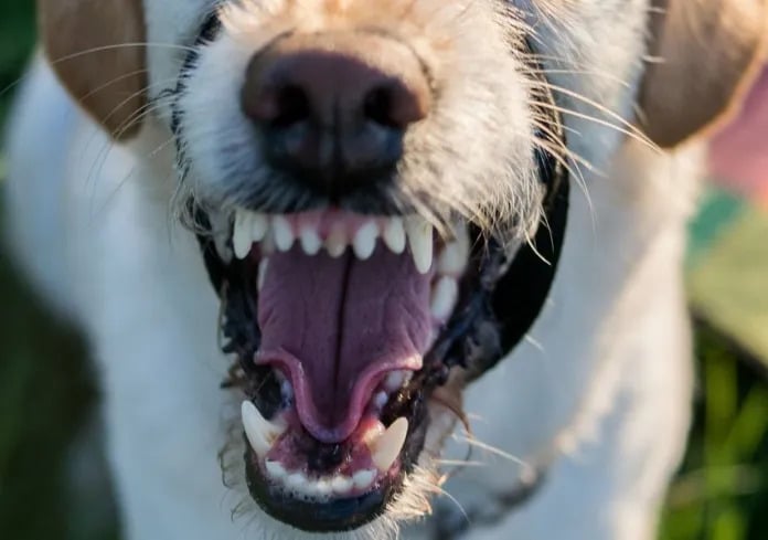 Kasus Anjing Gila Positif Rabies Gigit 22 Korban di Kota Padang